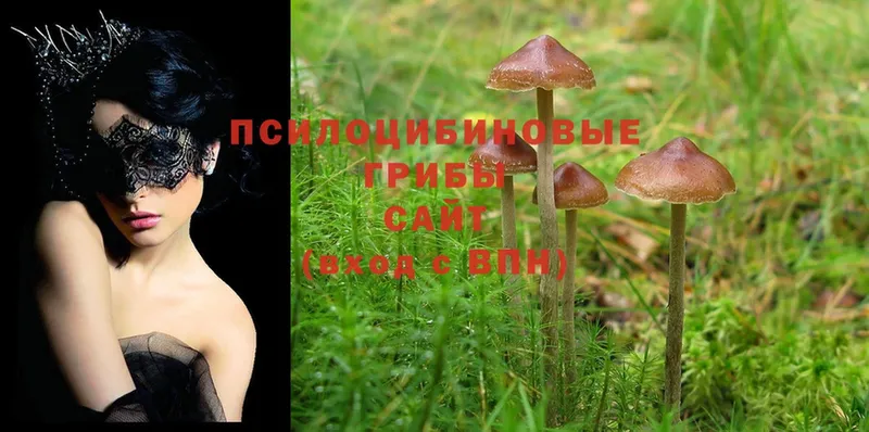 Псилоцибиновые грибы Magic Shrooms  закладка  Кропоткин 